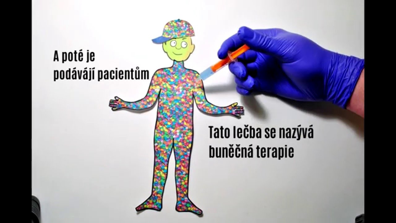 kmenov&eacute; buňky