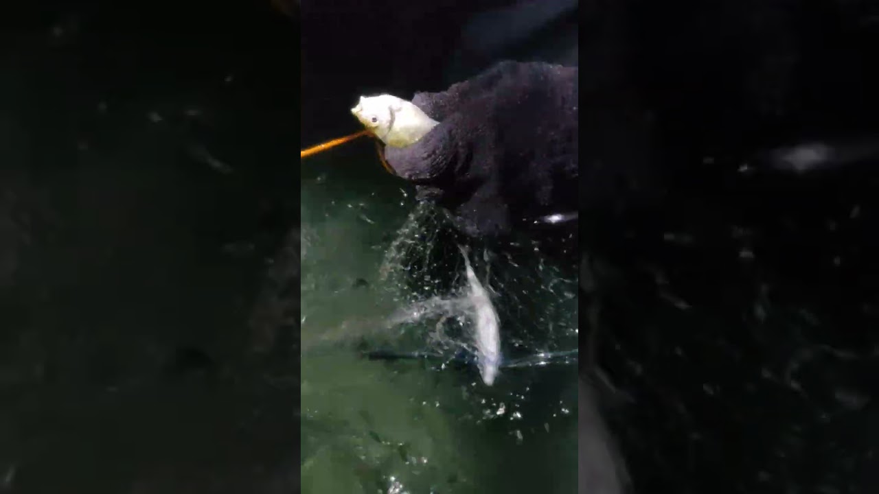 NAKAKAHULI PARIN KAMI AKALA NAMIN WALA NG ISDA PERU TINGNAN NYO HANGAGANG DULO.
