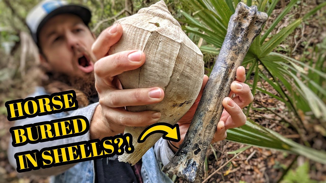 Did We Find More of the Ancient Horse Skeleton?! Florida Fossil Seashell and Shark Tooth Hunting!