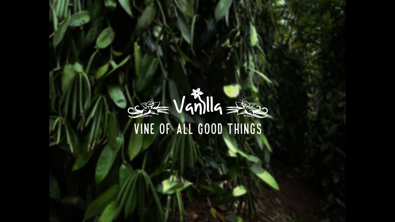INDIAN VANILLA, VINE OF ALL GOOD THINGS  - DECEMBER 2018