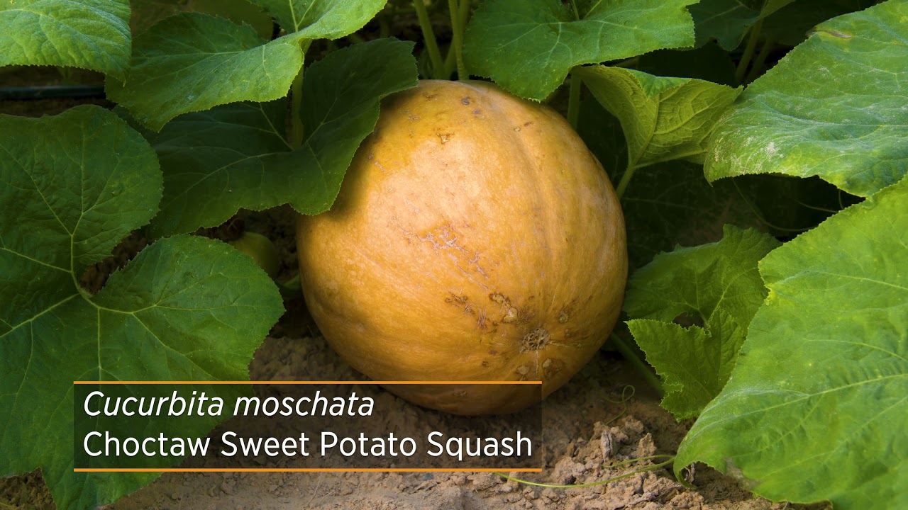 Heirloom Choctaw Squash Research for the Choctaw Tribe