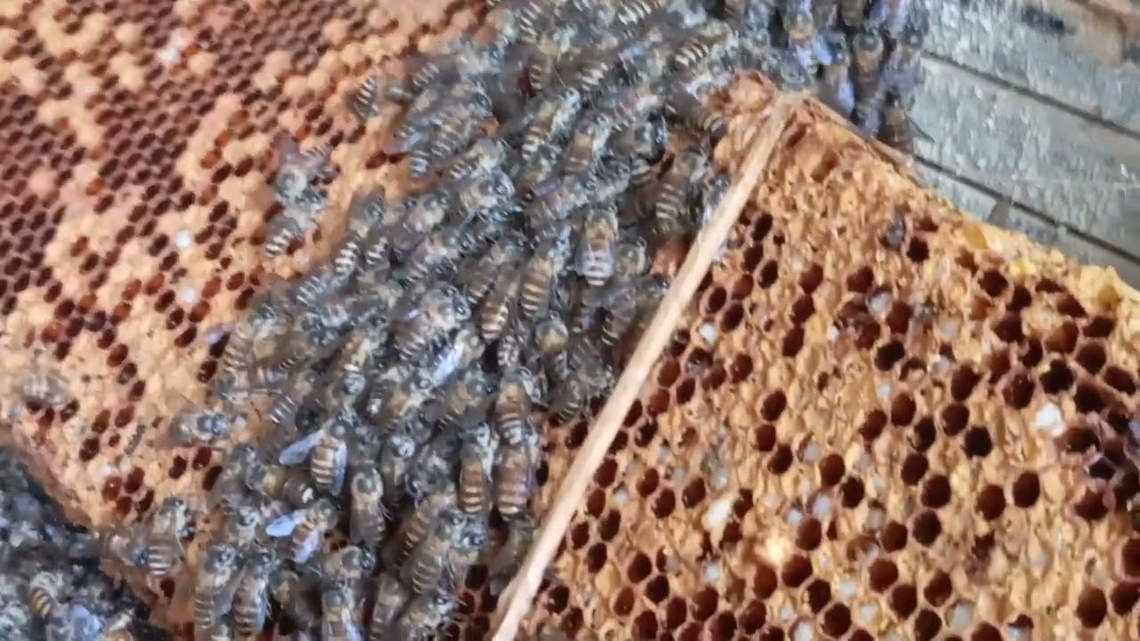 There are 4 colonies of newly caught wild bees