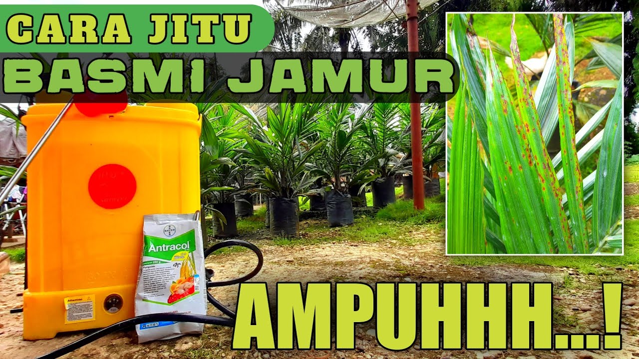 AMPUHHH!!! BASMI JAMUR | PETANI SAWIT JAMBI | PPKS YANGAMBI | BIBIT SAWIT UNGGUL
