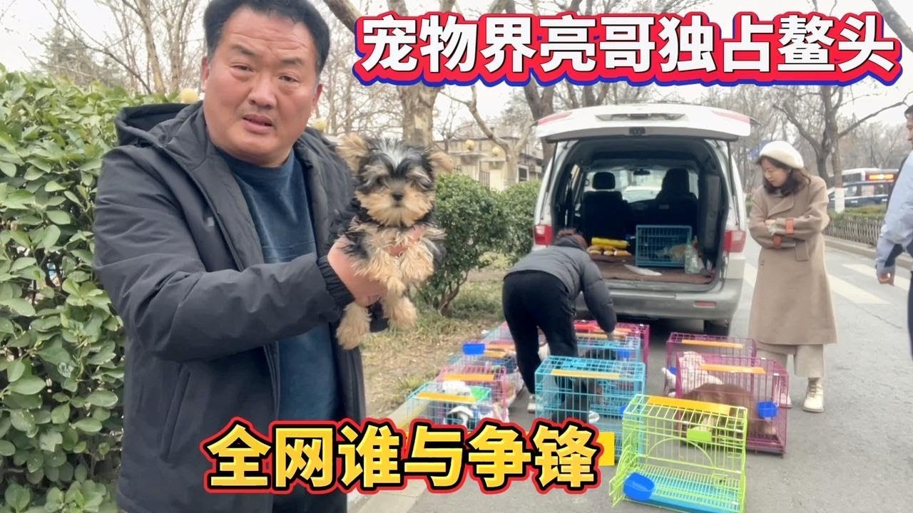 宠物界亮哥独占鳌头，号称狗市代购“一哥”，全网谁与争锋