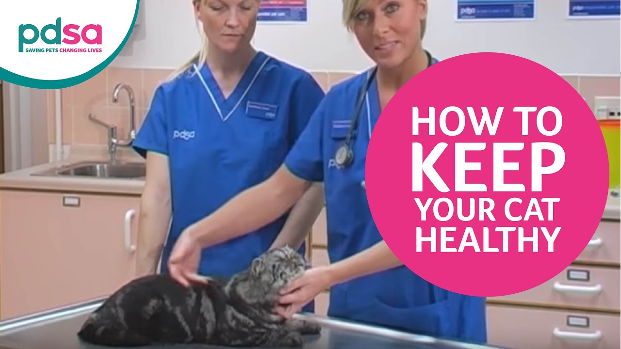 PDSA Vet Advice: How To Keep Your Cat Healthy