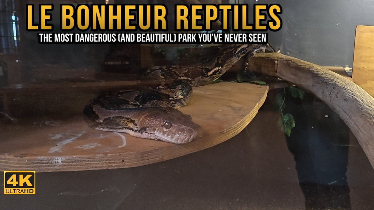 I Found a Snake Paradise in South Africa: 4K Hidden Wildlife Walk | BL Images