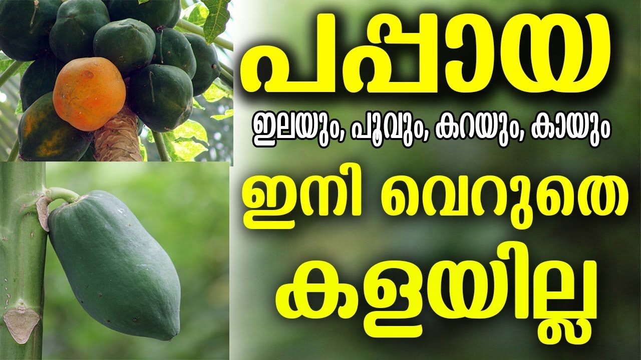 ഇതറിഞ്ഞാൽ പപ്പായയുടെ ഇലയും പൂവും കറയും കായും വെറുതെ കളയില്ല PAPPAYA