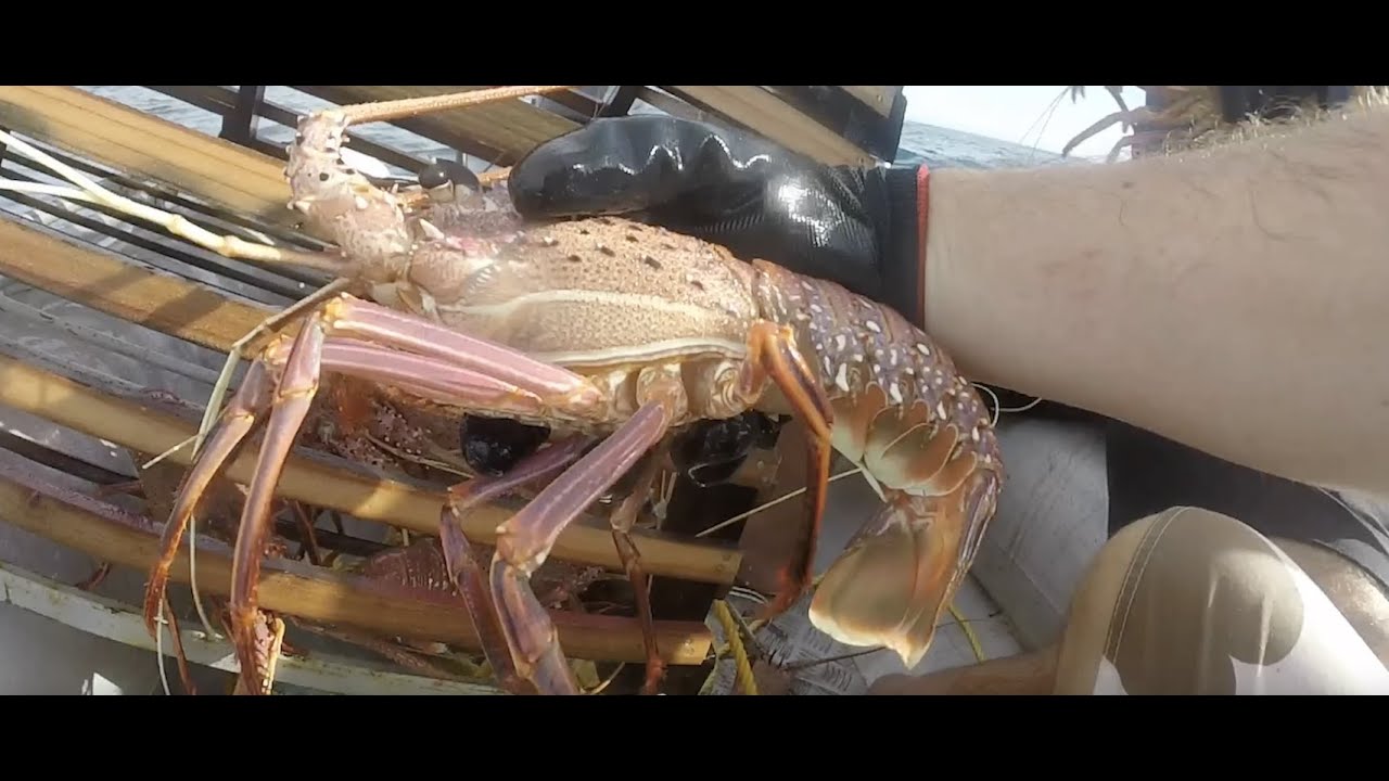 PULLING FULL CRAYFISH POTS IN A 3 METRE DINGHY