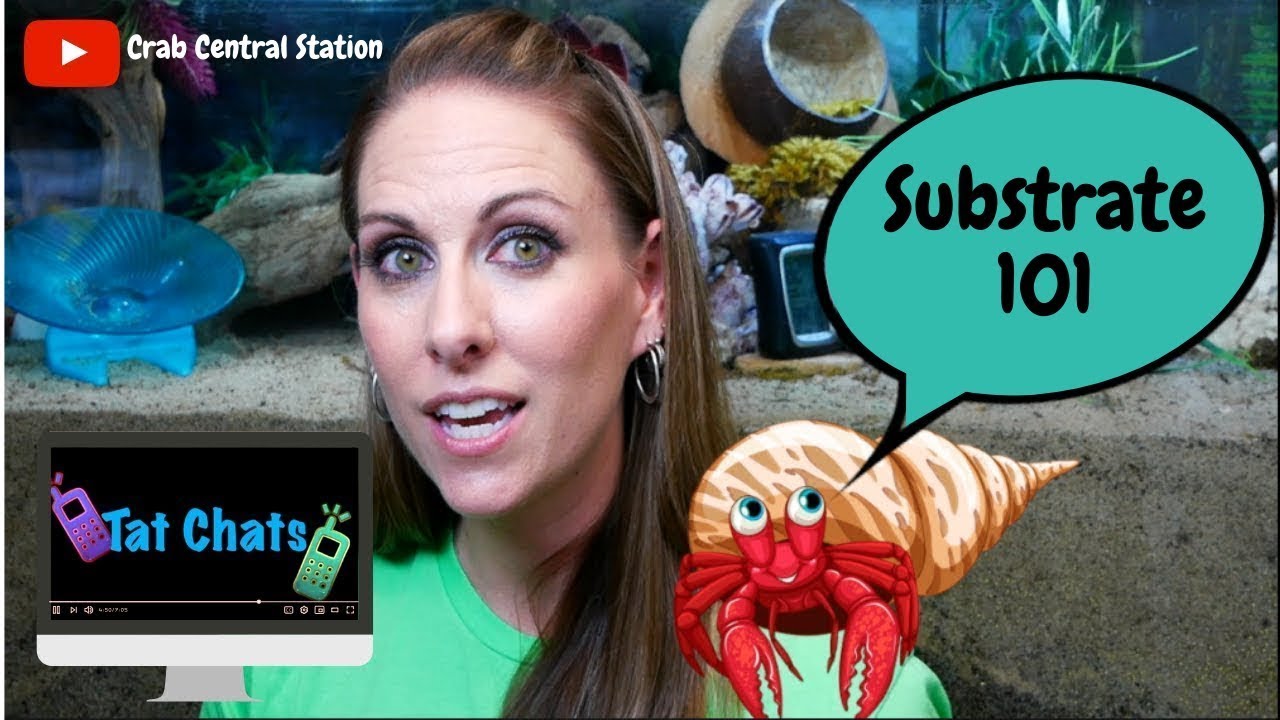 Hermit Crab Substrate  || Tat Chats