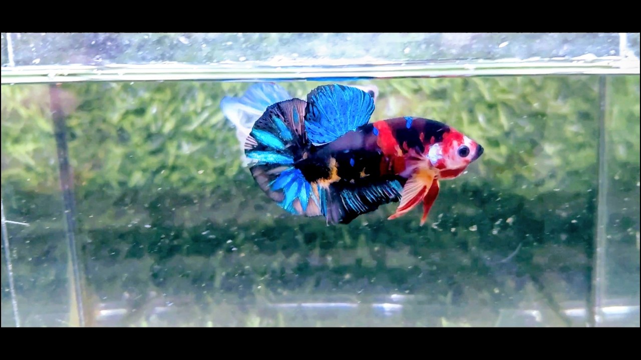 Betta koi hải phan xin chào các bạn nha,Đợt cá 25/02/2026. Nemo galaxy,multicolour 50k tặng mái