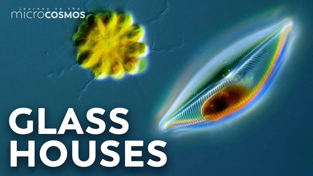 How Diatoms Build Their Beautiful Shells