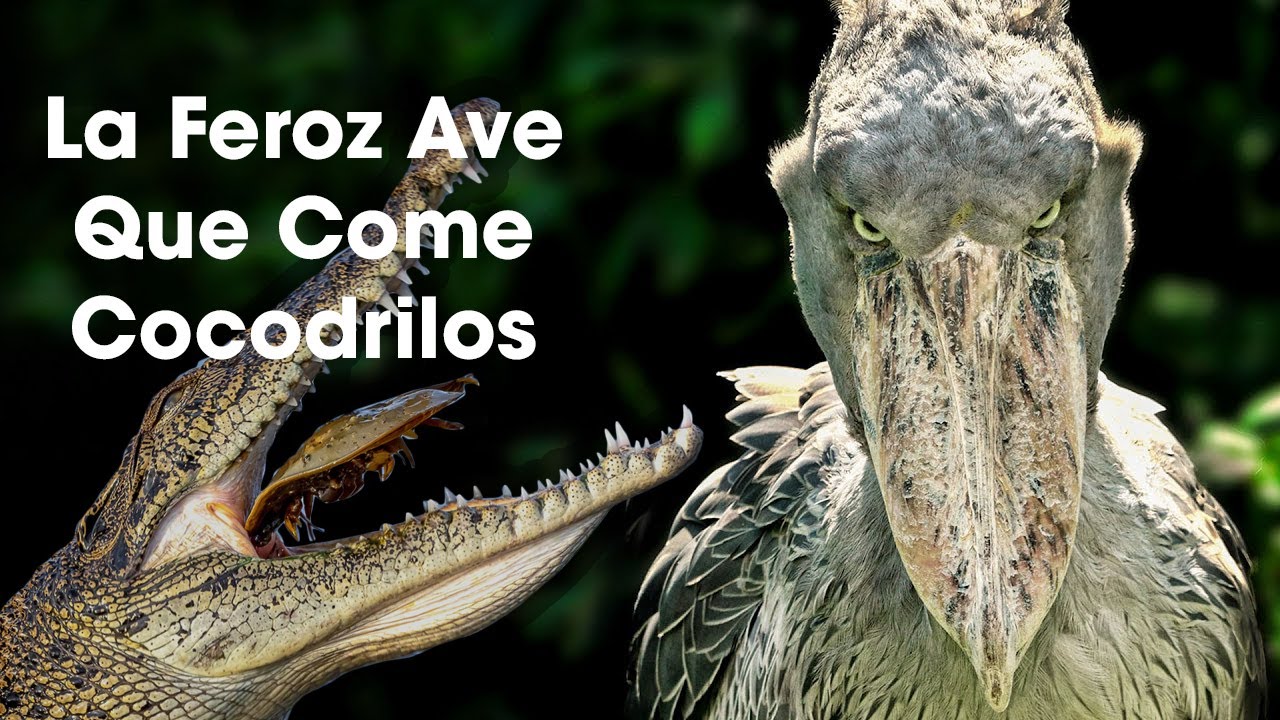 LA VERDADERA HISTORIA DEL Picozapato | Shoebill