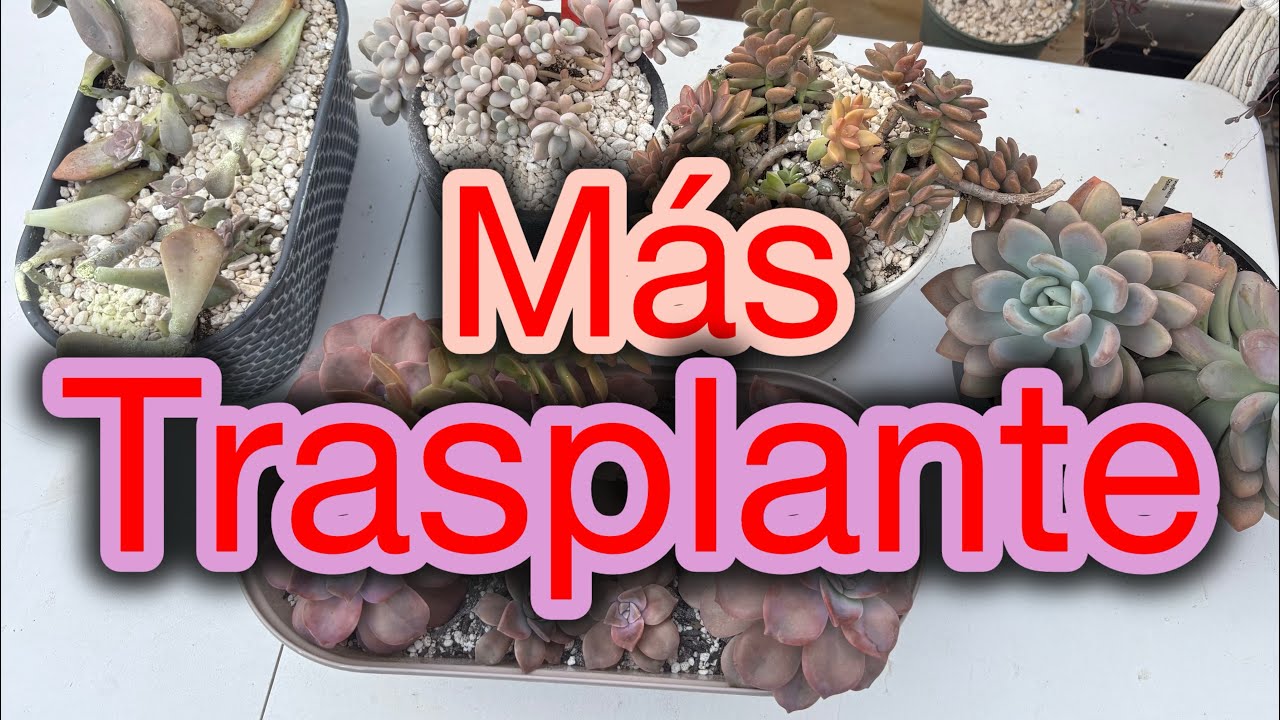 Más trasplante! Continuamos con mi maratón de trasplante🌷🪴❤️#suculentas #plants #garden #jardín 