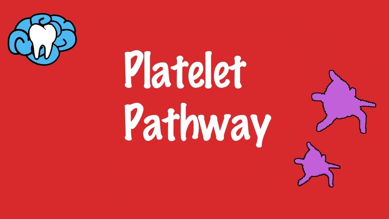 Platelet Pathway - Hemostasis Part 1
