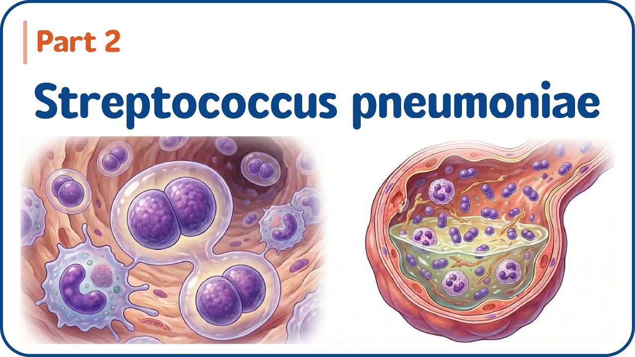 8. Streptococcus pneumoniae – Часть 2 🦠🫁 | Морфология и вирулентность для USMLE и NEET-PG