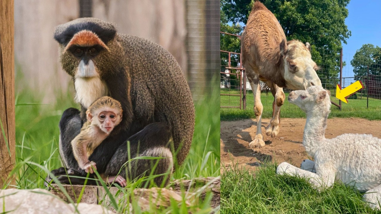 Miracle Babies! Rare Blue-Eyed Camel & Baby Monkey Arrive!