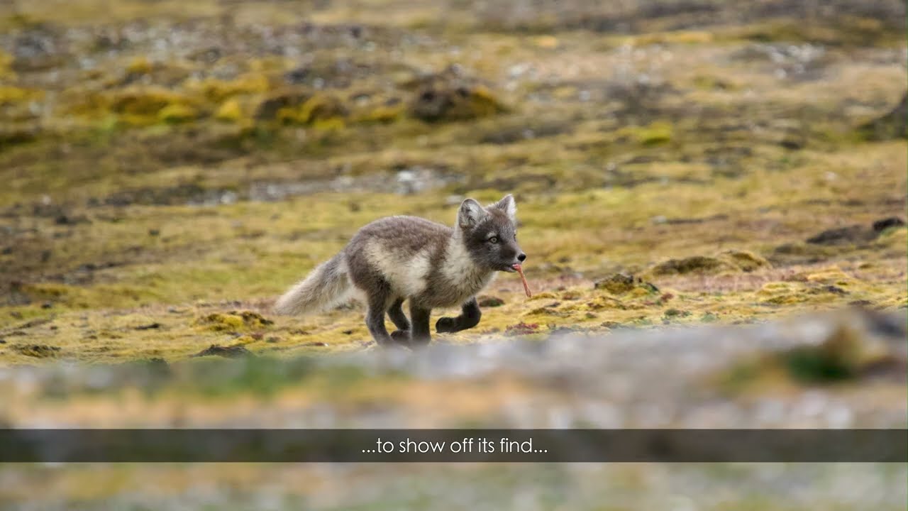 Arctic Fox