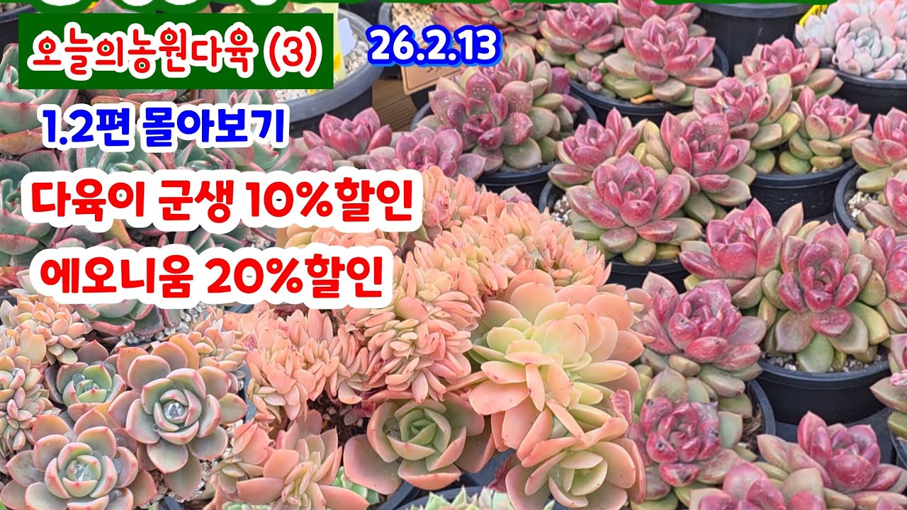 오늘의농원다육(3) 1.2편 몰아보기 예쁜 다육이 군생 많이 입고 앙떼떼 아레나스철화 팅커벨철화 기황후군생 뉴진스 꽃땡기