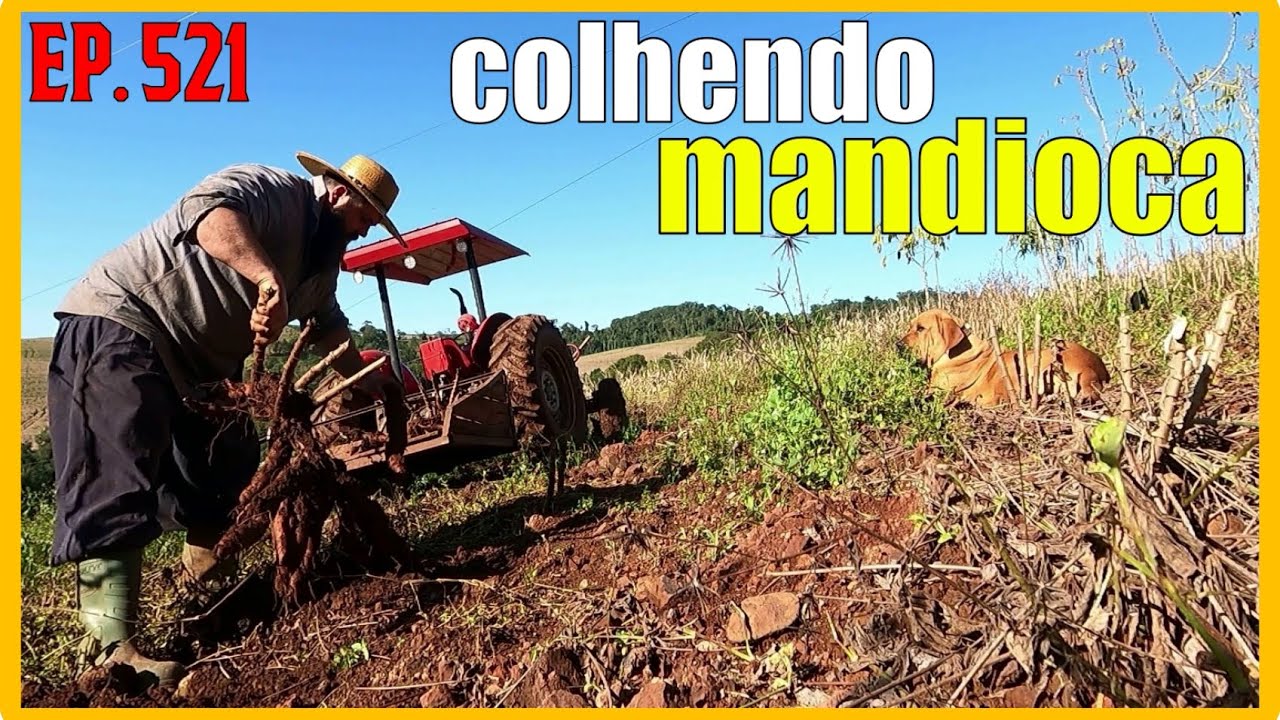 colhendo mandioca para o consumo da família