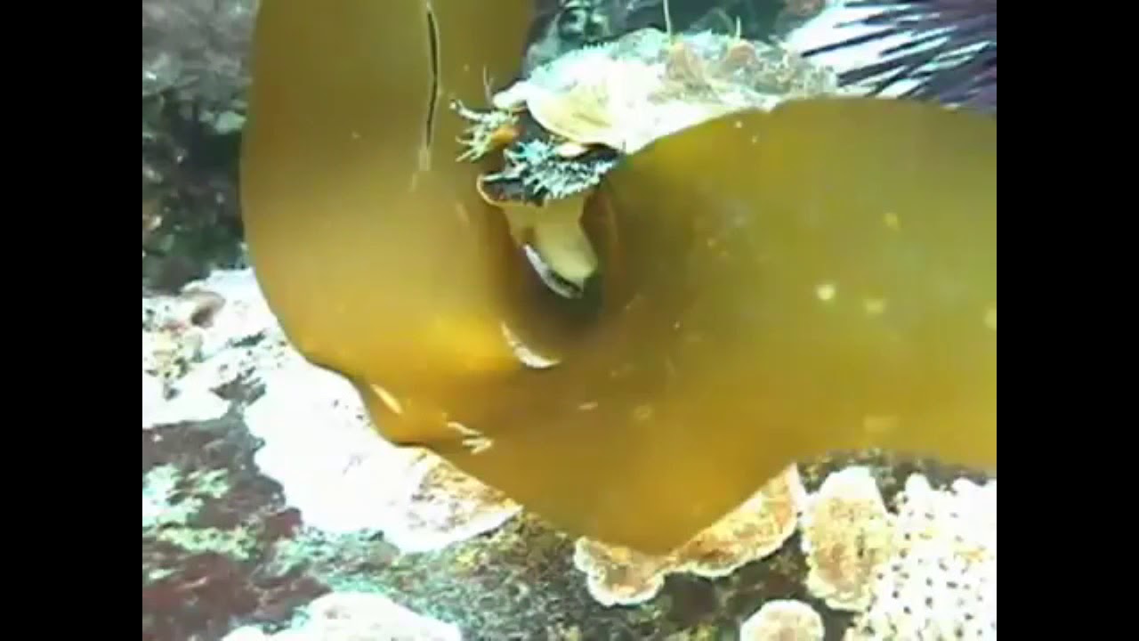 Feeding Abalone