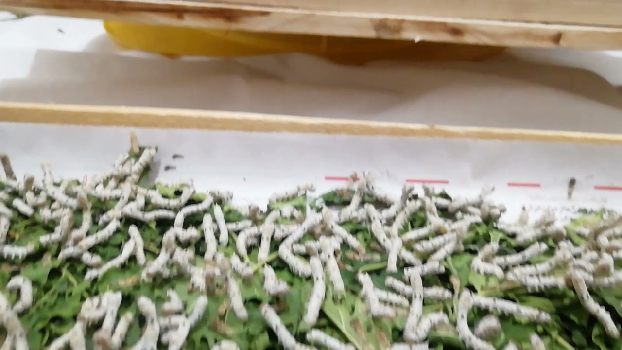 Silkworm breeding