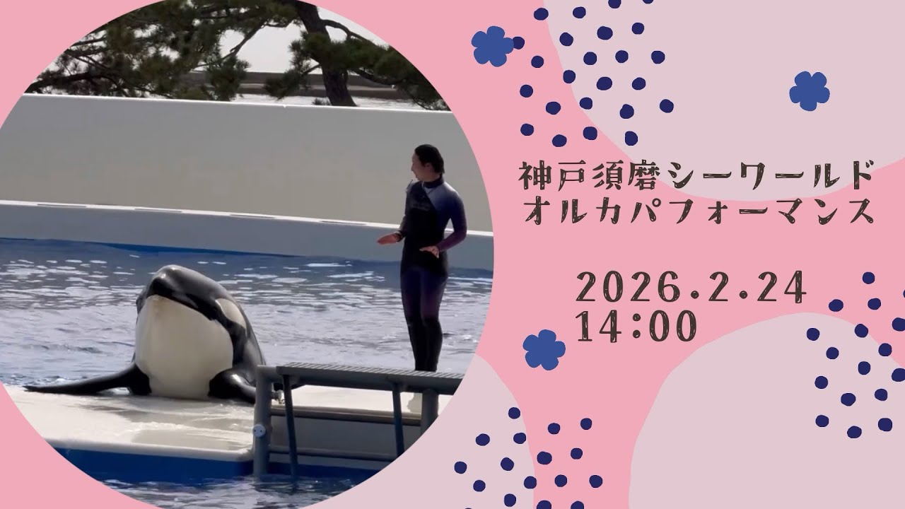 神戸須磨シーワールド　オルカパフォーマンス　2026.2.24 14:00