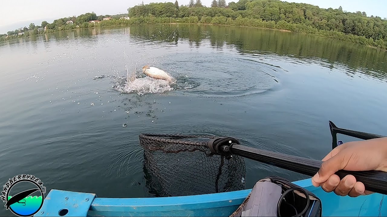 How to troll for BIG New York brown trout (Part 2)