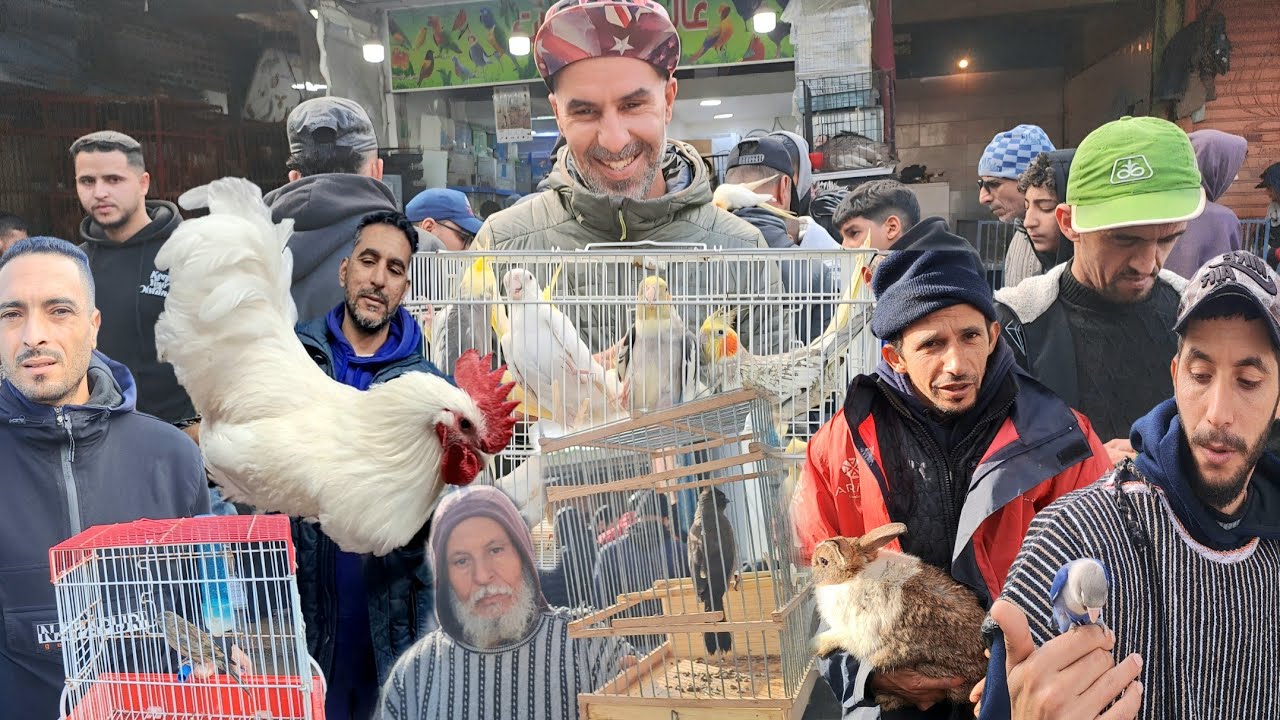 سوق القريعة للطيور والحيوانات بالدار البيضاء 🇲🇦اليوم الأحد 2026/1/4 الحسون المهاجر أمطار 🌧 خير