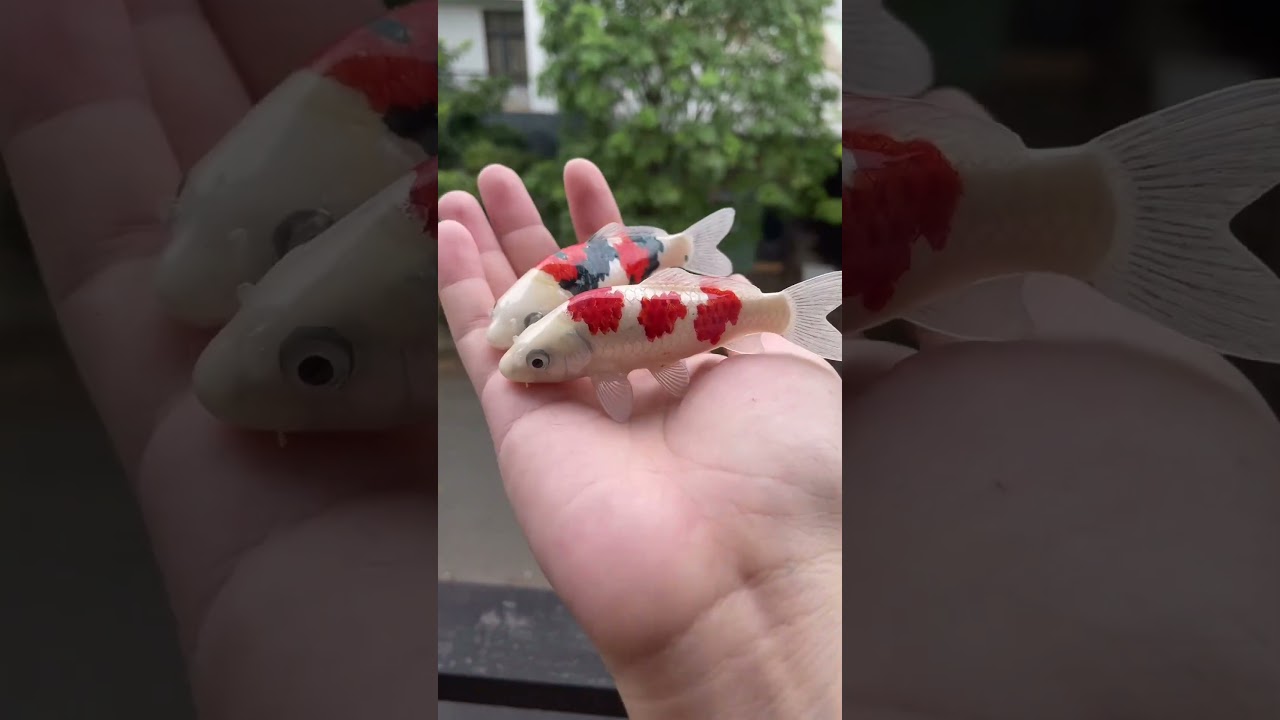 Koi Fish Figure - [Beryl Collection] - Resin Figure - Collectibles & D&eacute;cor