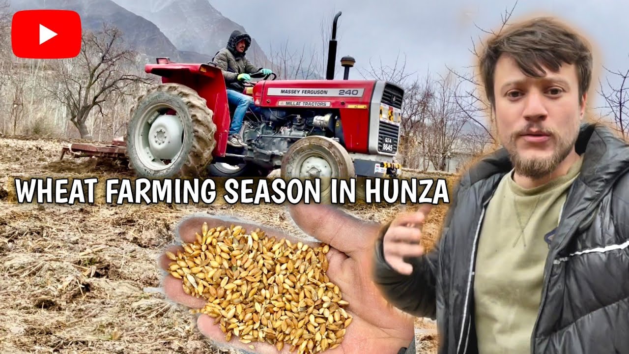 WHEAT FARMING SEASON IN HUNZA MAYOON #wheat #farming #hunza #gilgitbaltistan