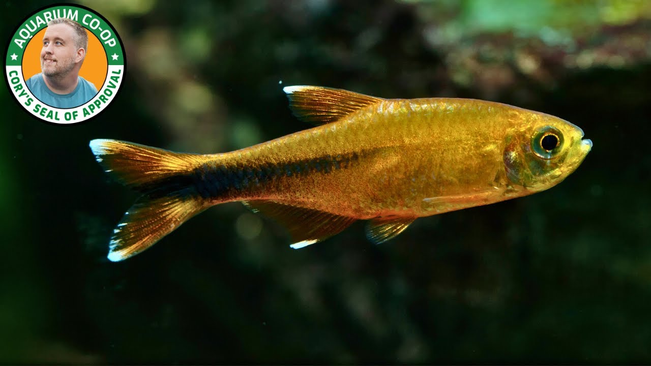 Silver Tip Tetra Guide - Hasemania nana - Silver Tip Tetra School size.