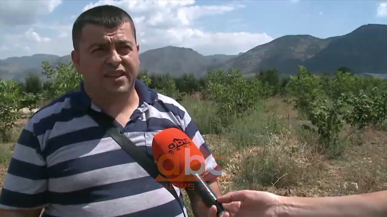 Korçe, fshataret e Dvoranit shkulin mollet dhe mbjellin arrat turke | ABC News Albania