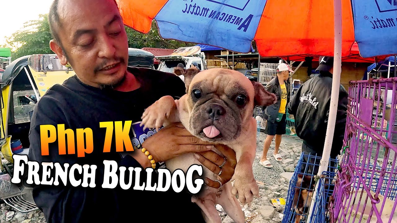 ISANG MATULINAN | BIGAY NA AGAD |  Part1 January 23, 2026 |  Bocaue Pet Market
