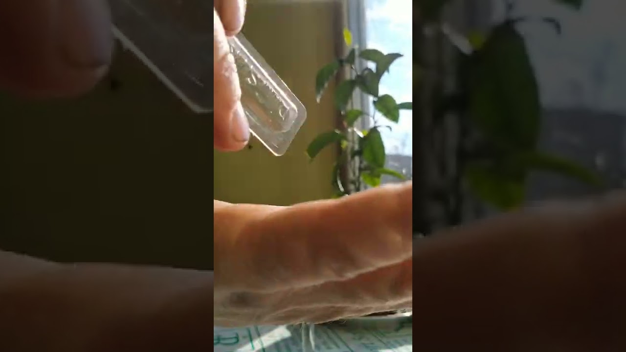 Семена,Канада,Divine Seeds.Auto Blueberry.