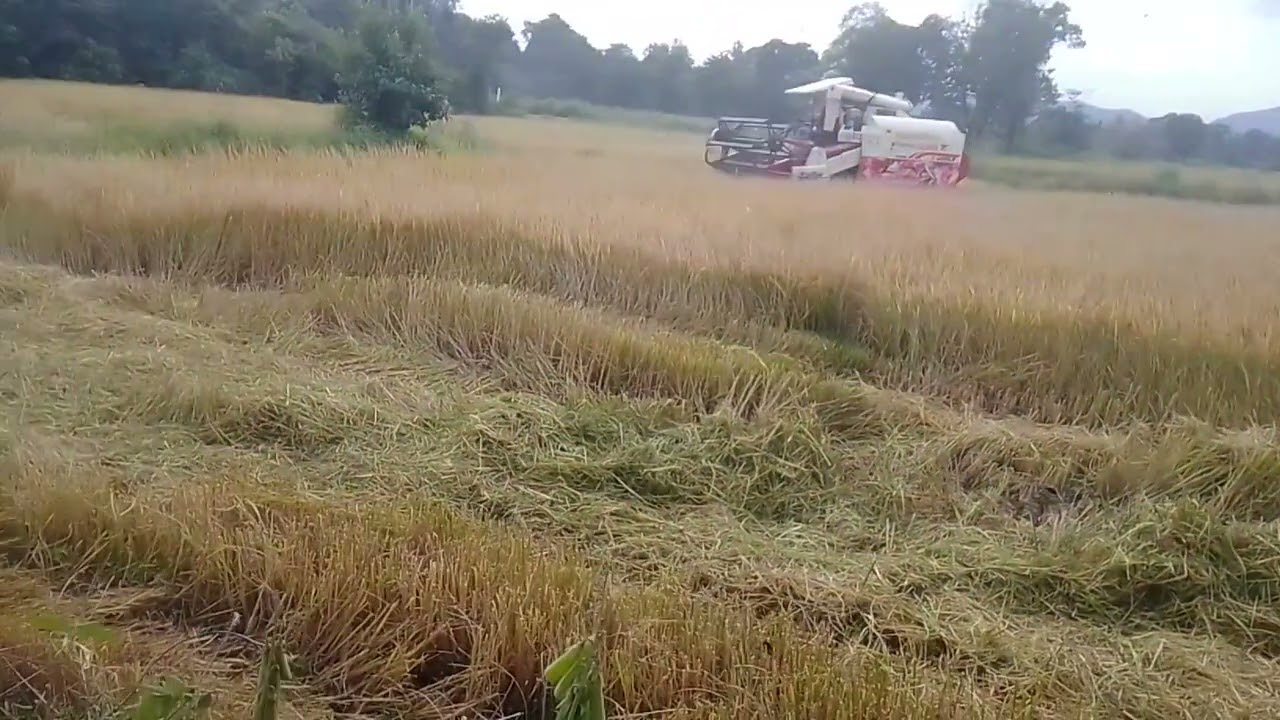  ගොයම් කපනවා sumo world paddy harvesting 