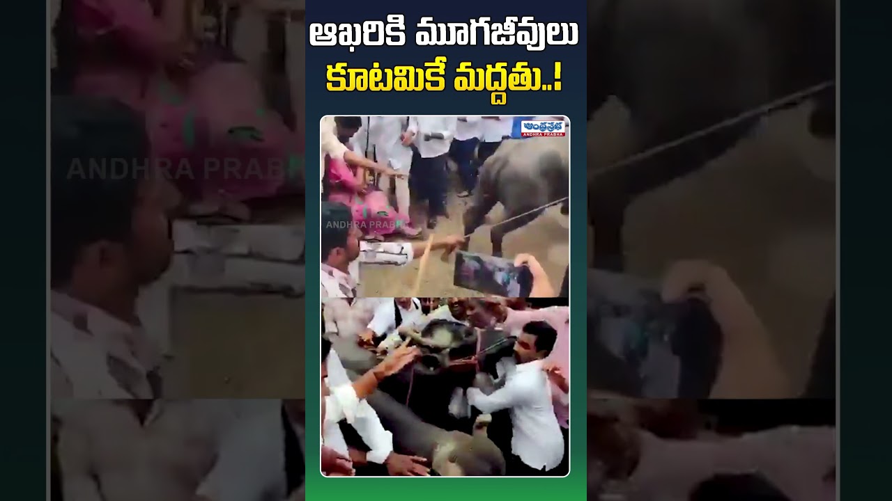 ఆఖరికి మూగజీవులు కూడా కూటమికే మద్దతు! #kutamigovt #ysrcp #tdpparty #appolitics #viralvideo #politics