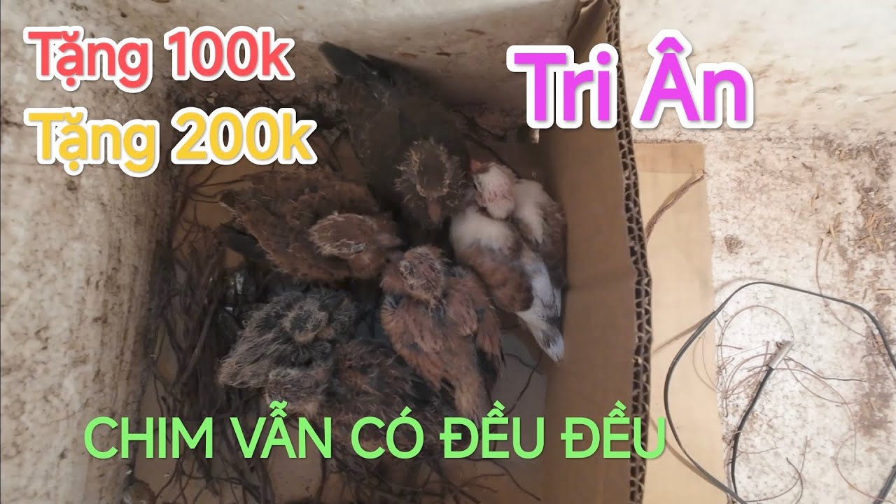 Tri Ân anh em đã ủng hộ. Chim non giá mềm vẫn ra đều đều