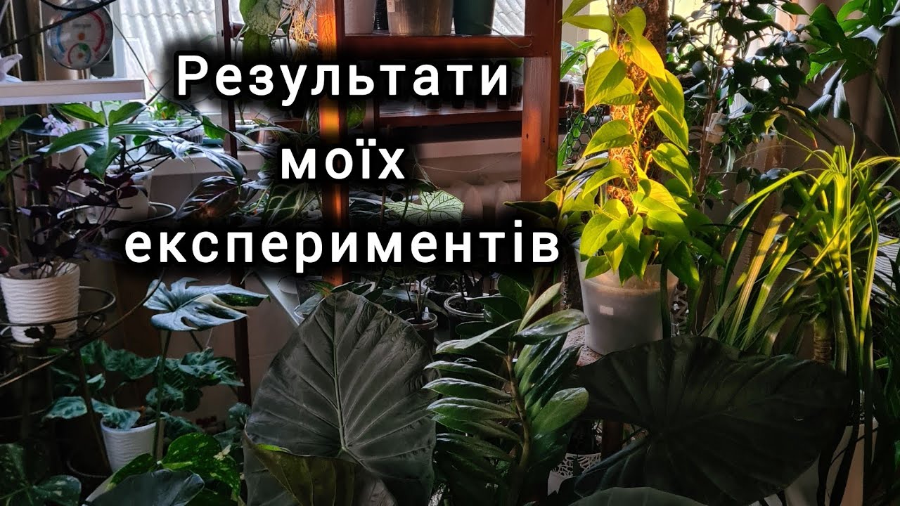 Рослини з попередніх відео та що з ними стало. Чим закінчився експеримент з фікусом Нью Клон.