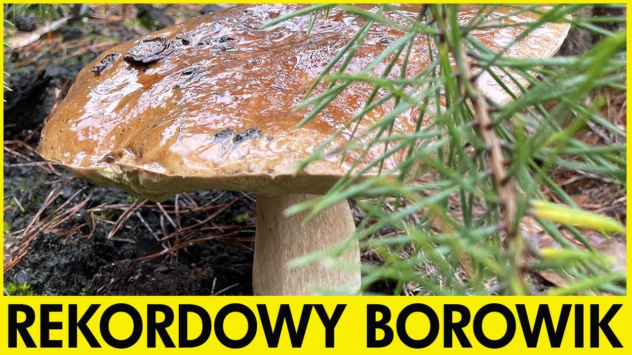 Rekordowy Borowik