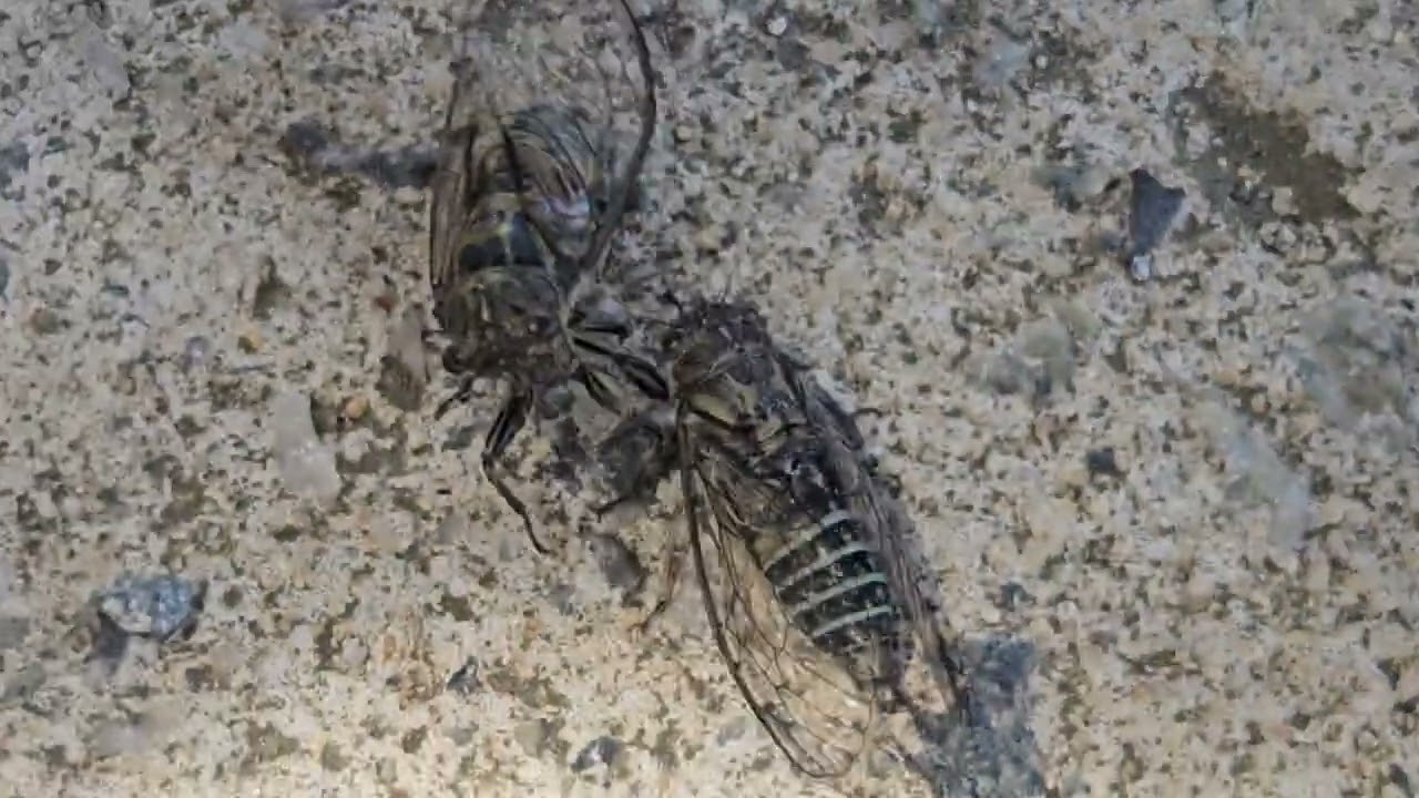Cicada, Western Australia