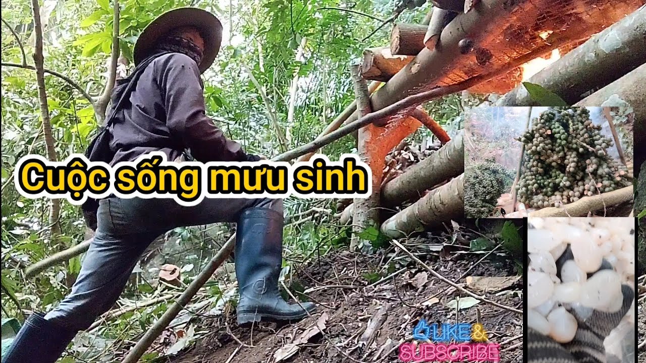 Cuộc sống mưu sinh || Lên rừng lấy quả đát