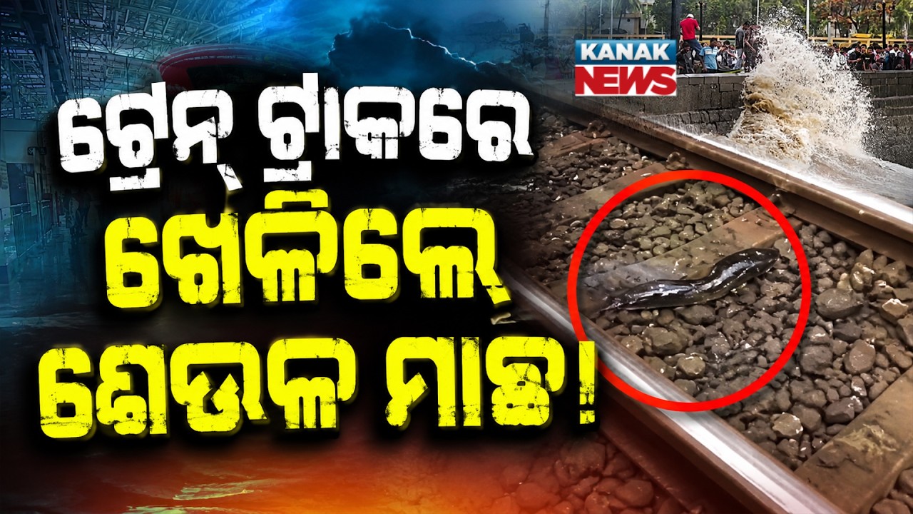 Special Report: Fish Swim Across Mumbai Railway Tracks as Heavy Rain Floods the City | Viral Video