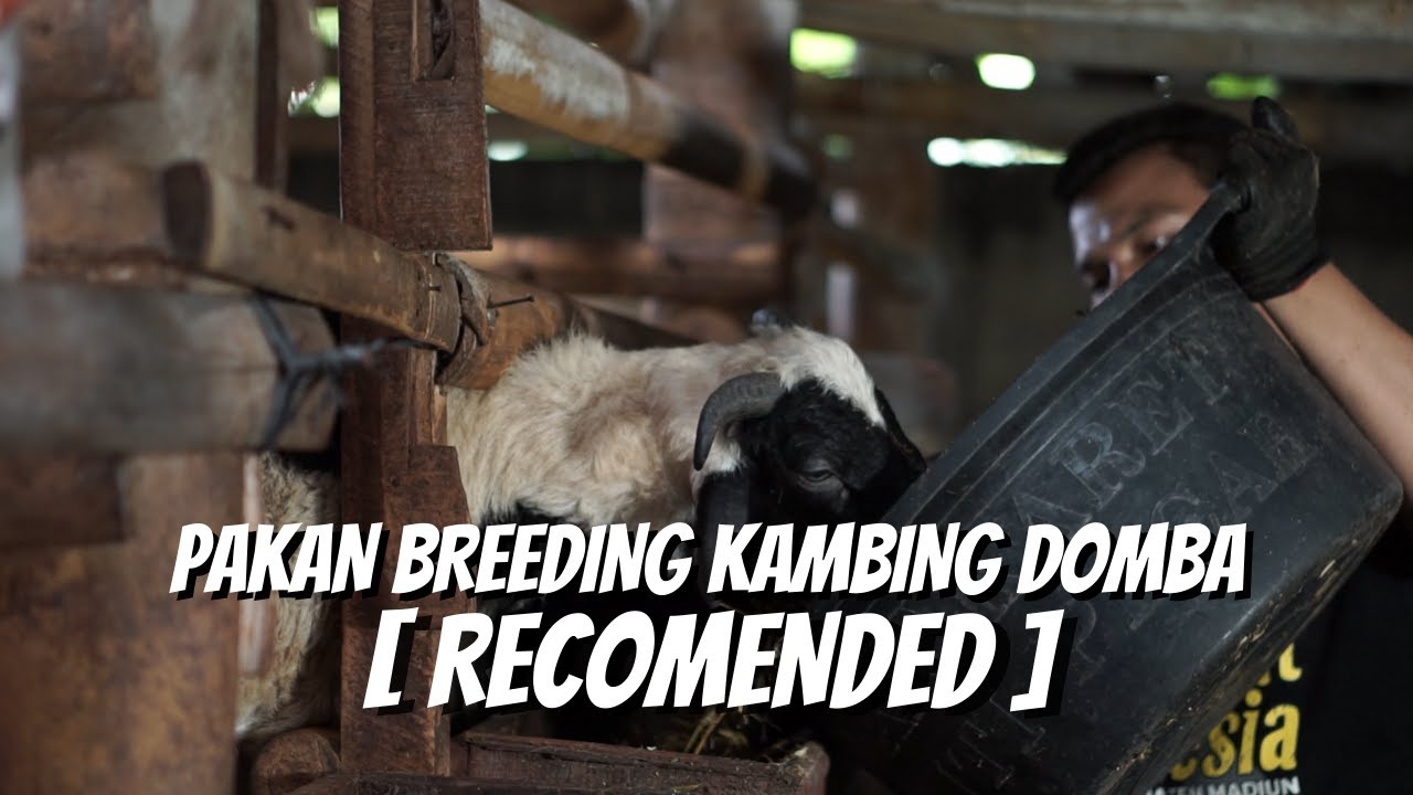 Rekomendasi !!! Pakan Breeding Kambing Domba