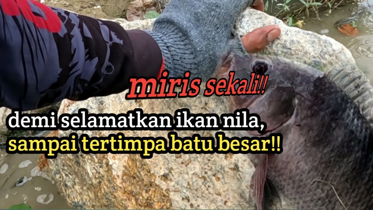 Miris melihatnya ‼️ pemancing ini tertimpa batu besar!! saat mancing