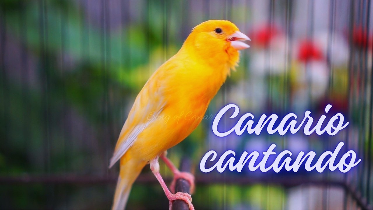 COLOQUE ISSO E SEU CANÁRIO VAI CANTAR NA HORA! (99,7% EFICAZ)