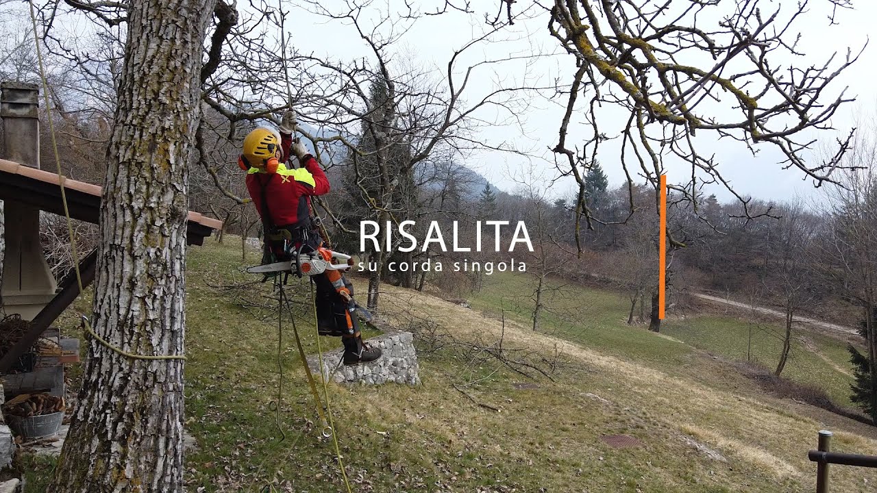 Tree Climbing - Risalita su corda singola e potatura esemplare di noce