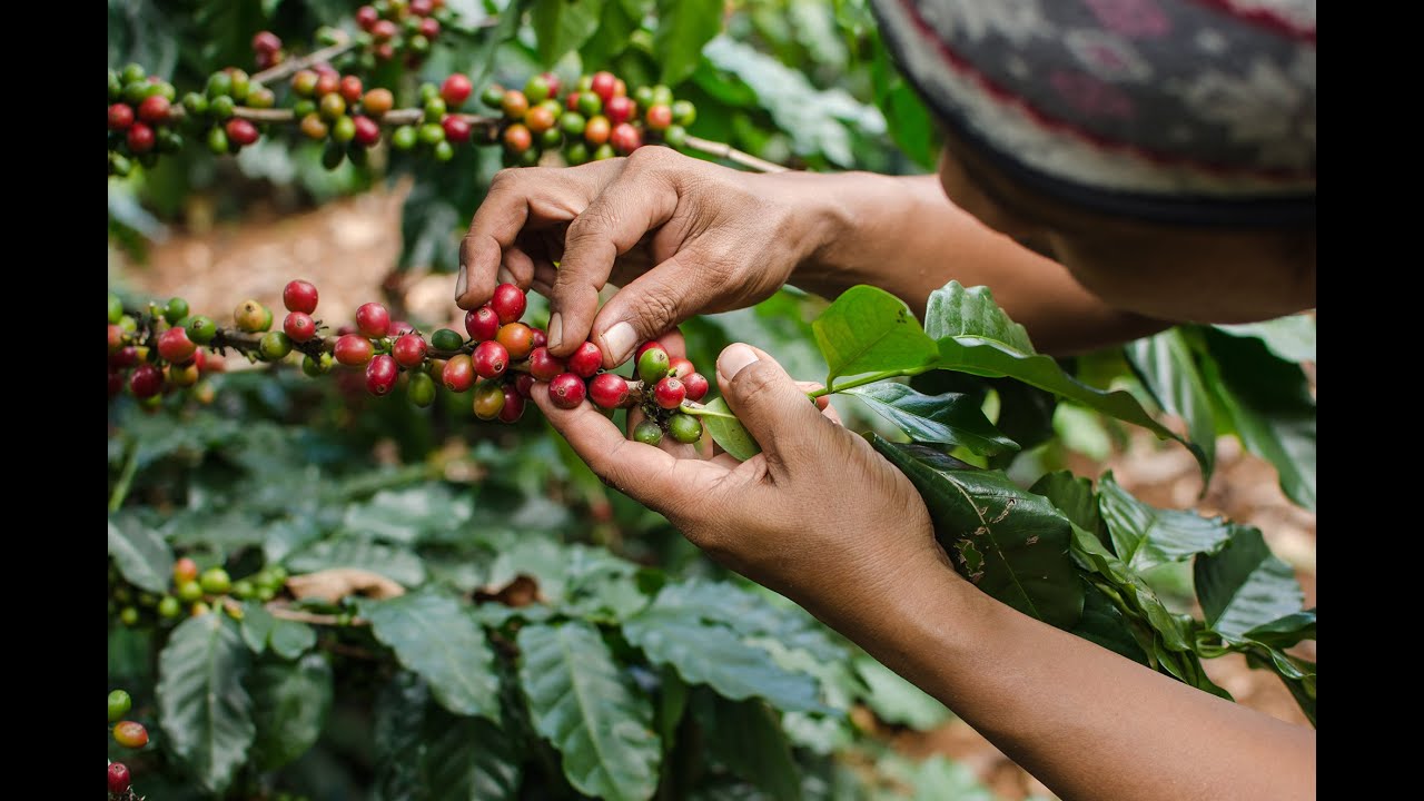 🌡🏭 PELLETS IN COFFEE DRYING SILOS