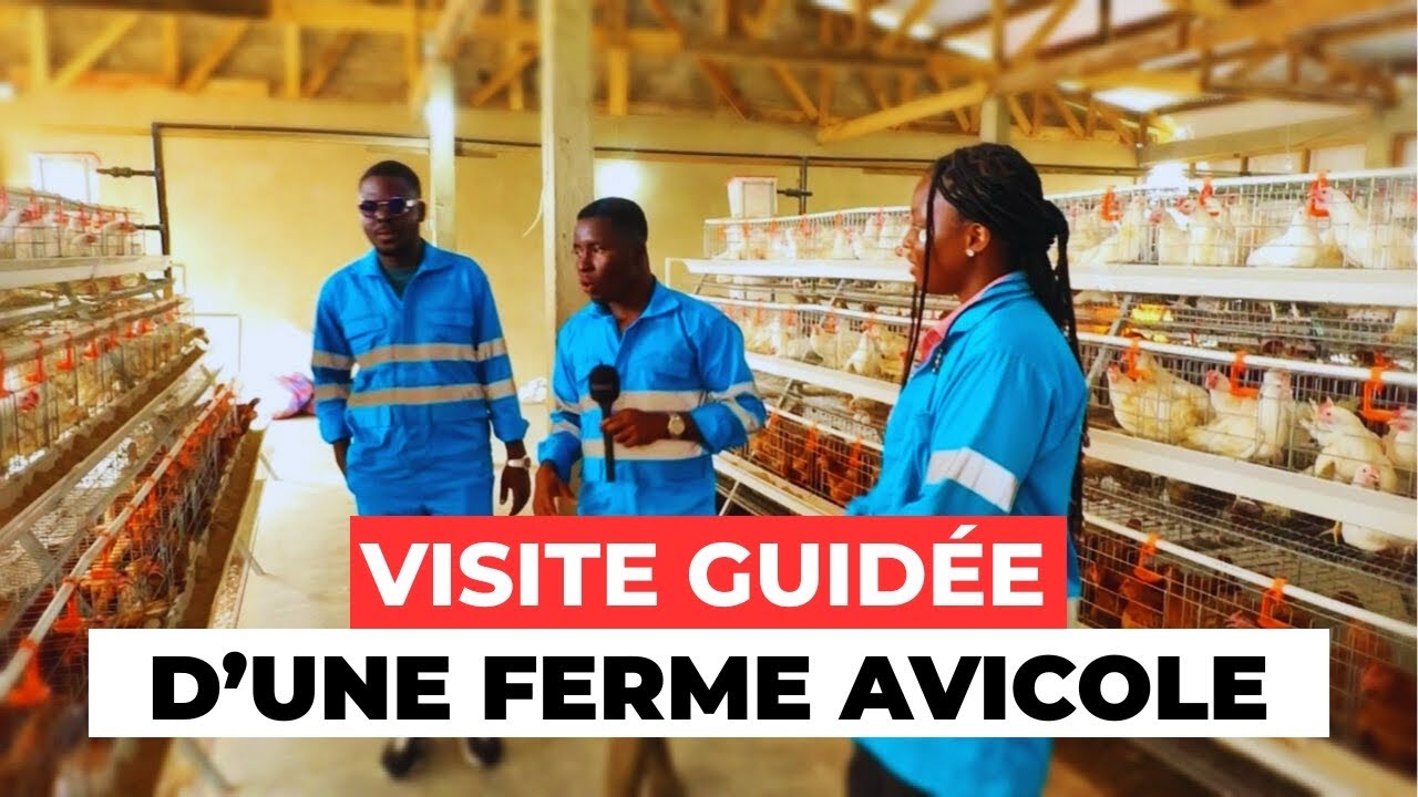VISITE GUIDÉE D’UNE FERME DE PONDEUSES ( vidéo complète)!