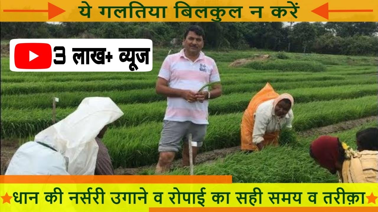 जानिए धान की नर्सरी उगाने व रोपाई का सही समय व तरीक़ा |डॉ. सुदेश शर्मा | सिगनेट  सीडस | Signet Seeds