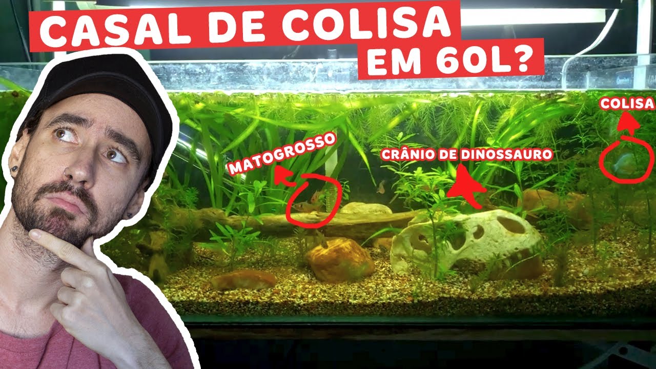Reagimos ao AQUÁRIO DE COLISA do Afonso e da Fran